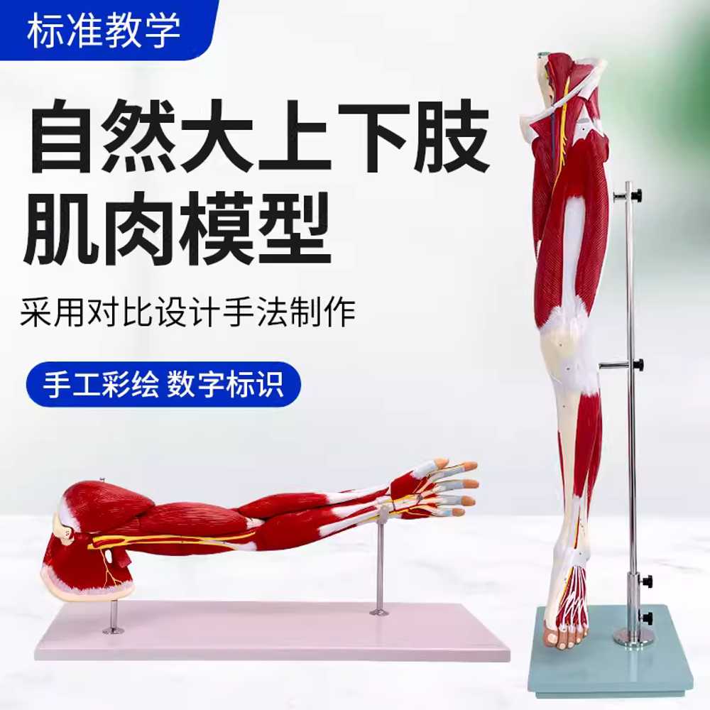 팔 근육 모형 교육용 실험 인체 혈관 신경 해부학 도구 - 상세 이미지 2