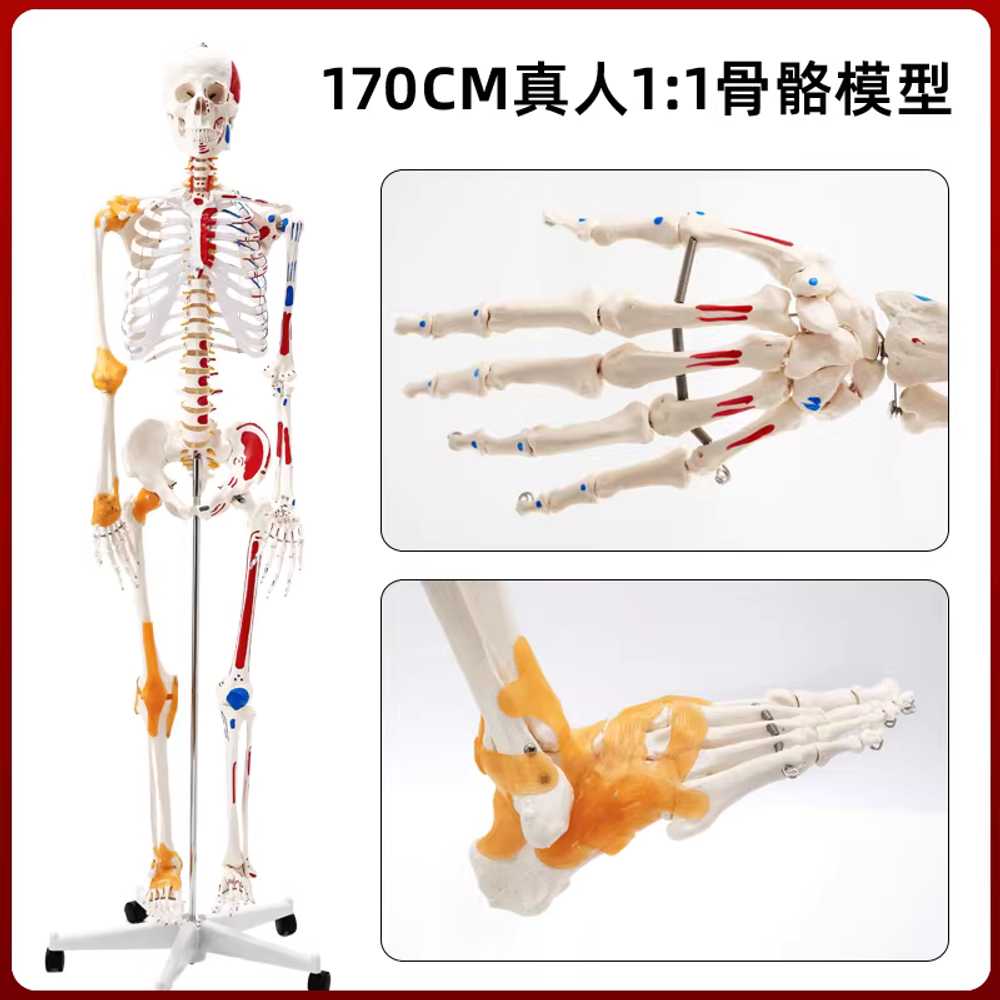 뼈모형 인체 골격 전체 구조 실험실 교육 보조 도구 85cm - 상세 이미지 5