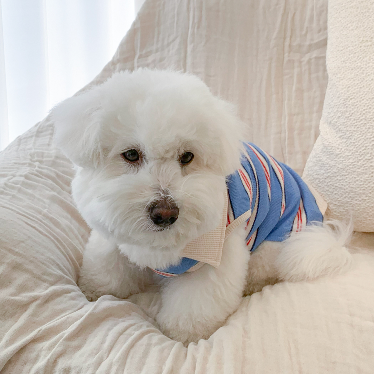 강아지옷와플 강아지봄옷 이미지 6