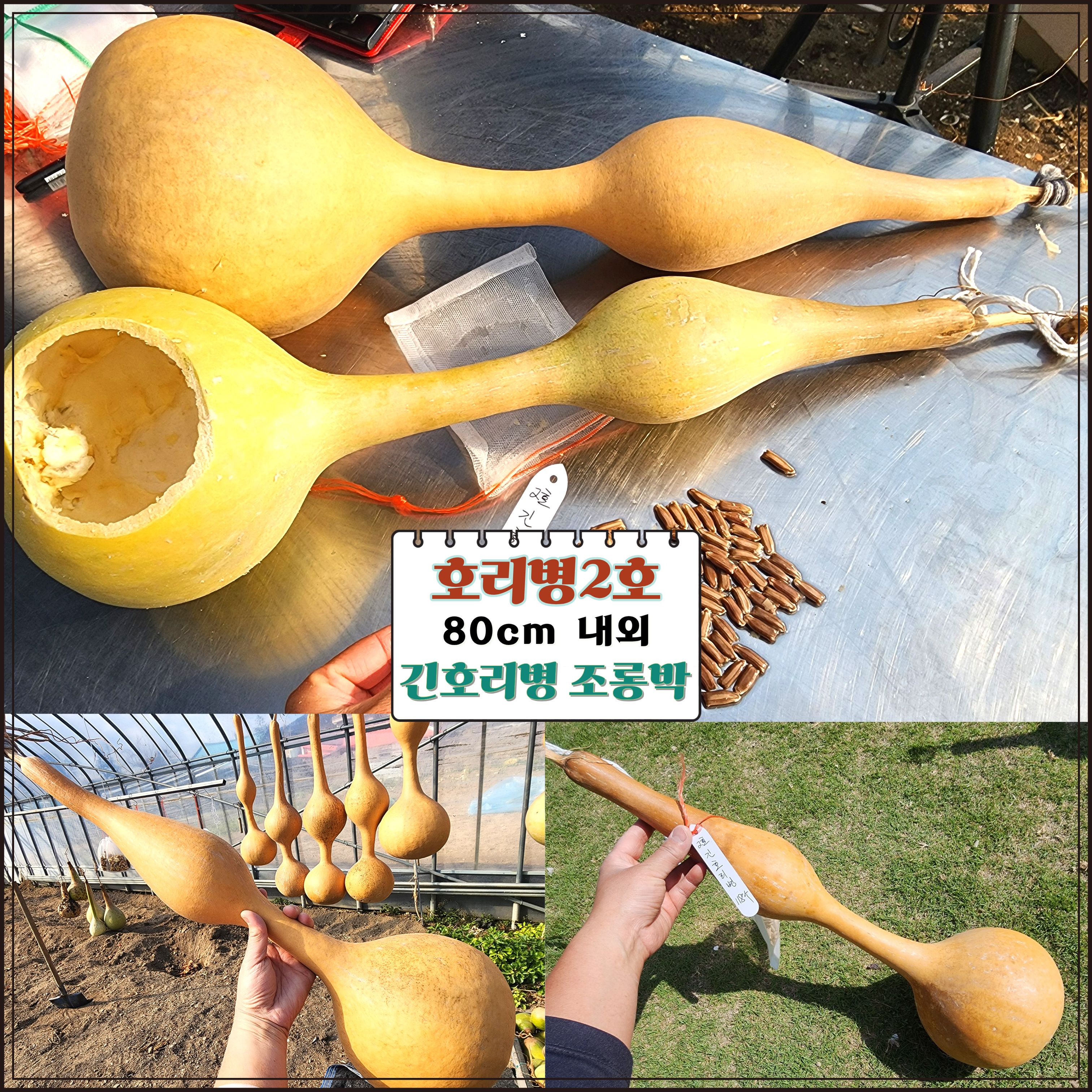 국산 긴호리병 조롱박 씨앗 10립 모종 1포기 표주박 공예 재료