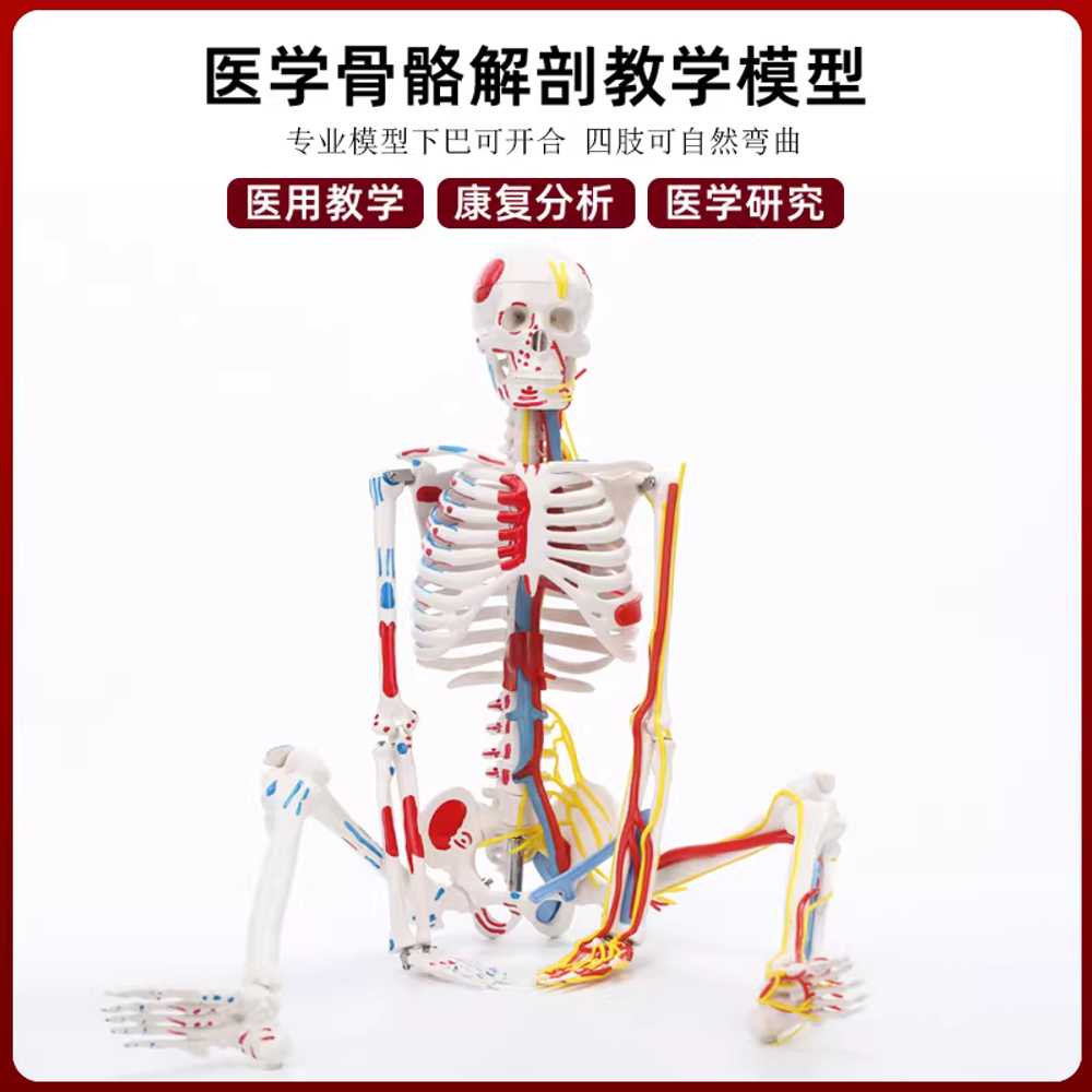 뼈모형 인체 골격 전체 구조 실험실 교육 보조 도구 85cm - 상세 이미지 3