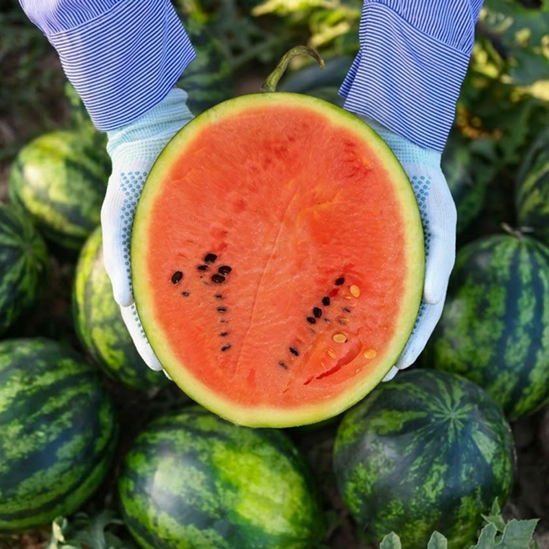 프리미엄 산지직송 고당도 하우스 꿀 수박 6kg, 1개 - 상품 이미지