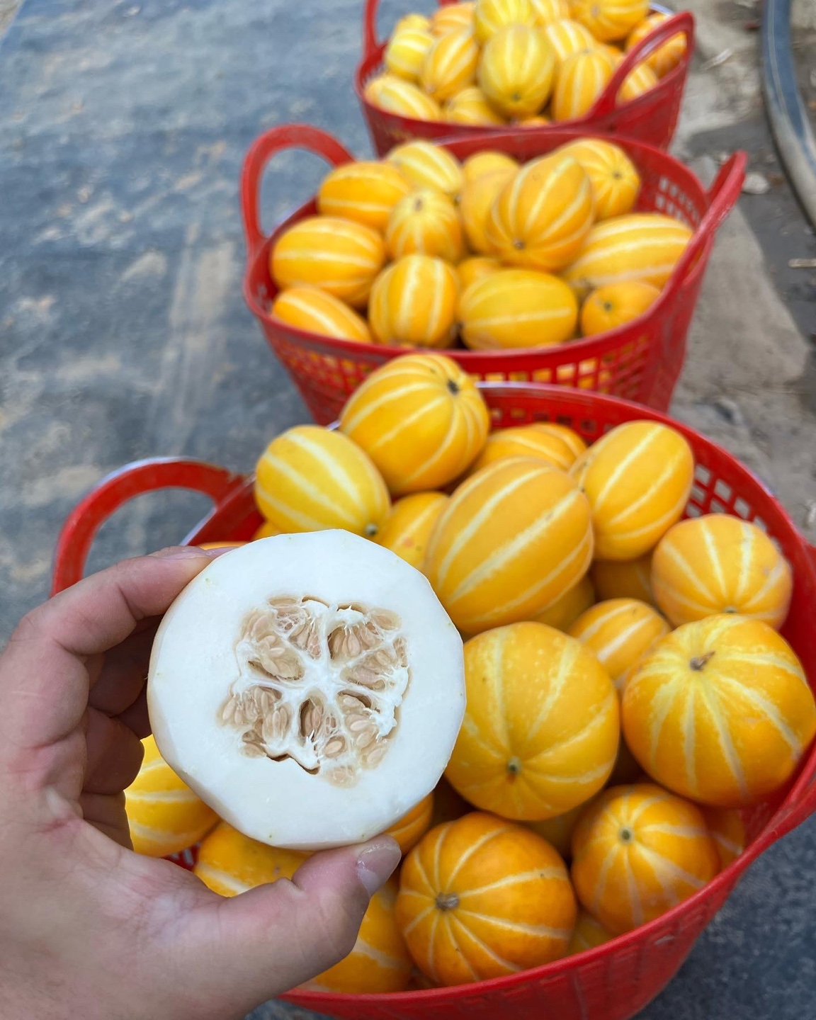 신선마켓 꿀 참외 꼬마, 5kg, 1개 이미지 6