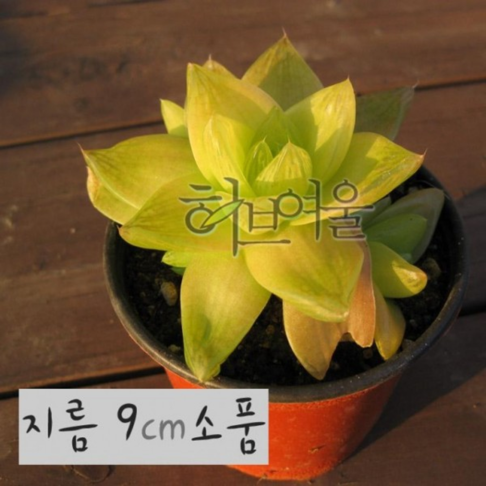 하월시아 경화금 9cm 화분 미니 소품 다육식물 실내용 식물 집들이 선물 화분 - 상품 이미지
