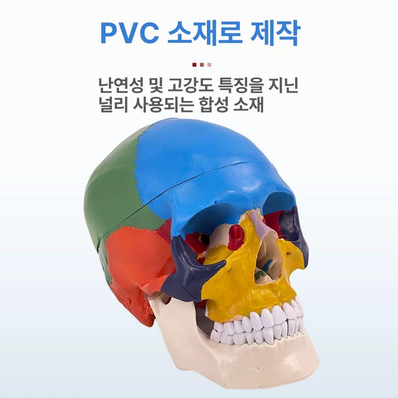 두개골 모형 골격 할로윈 소품 뼈 대 수업자료 얼굴 해골 머리 교육 해부 - 상세 이미지 3
