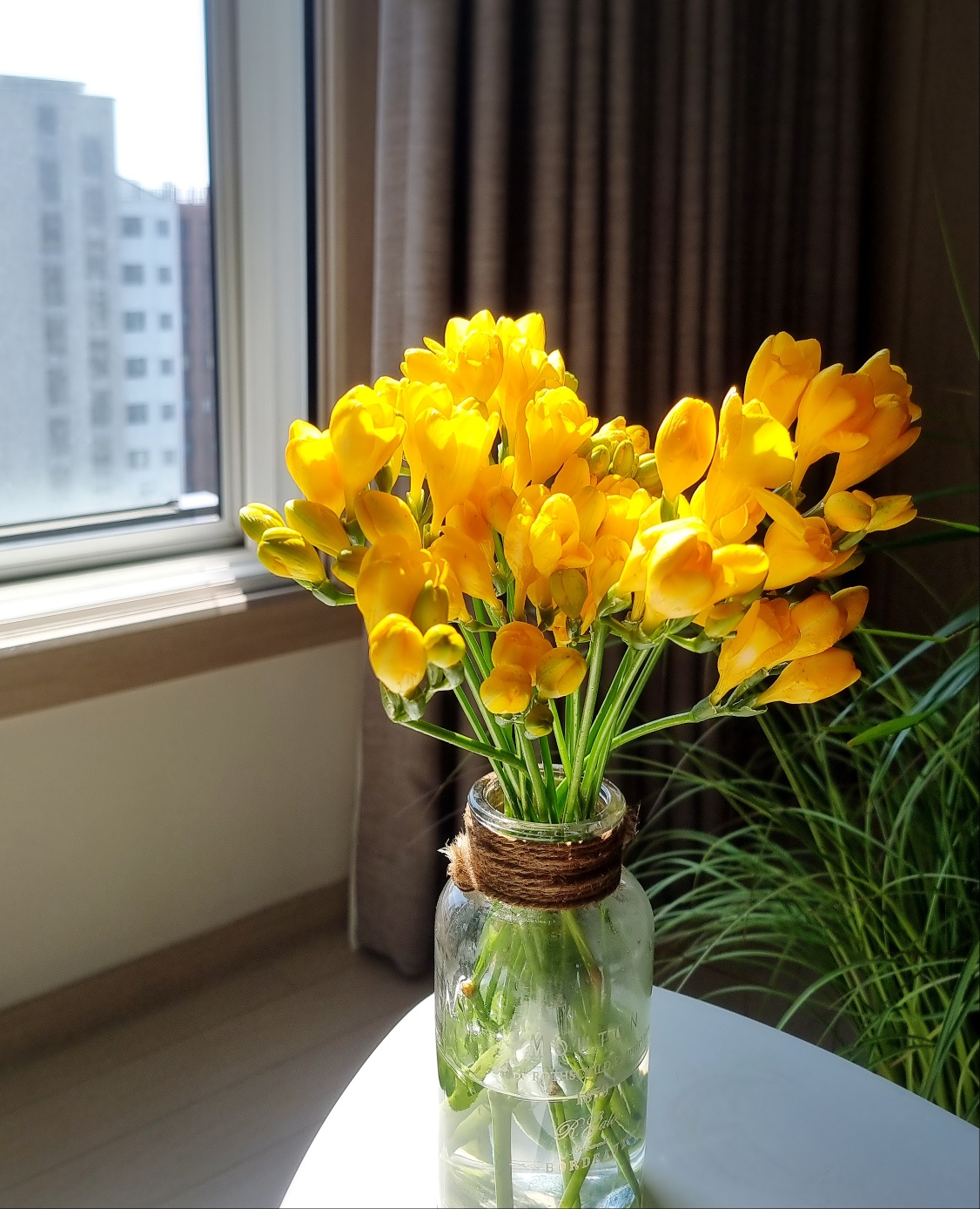 프리지아꽃 1+1 생화 봄꽃 집꾸미기 후리지아 향기 꽃배달 싼곳 정기구독... 솔직 후기 | 실사용자 리뷰 분석 - 대표 이미지