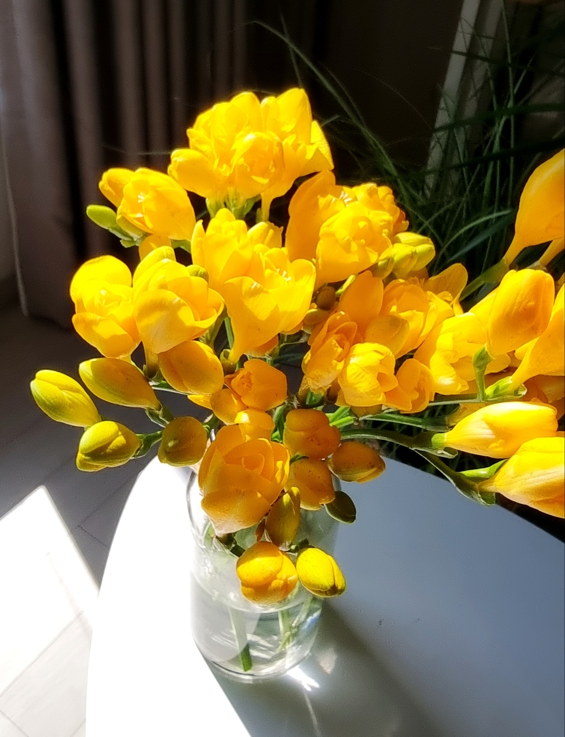 프리지아꽃 1+1 생화 봄꽃 집꾸미기 후리지아 향기 꽃배달 싼곳 정기구독 라운드블루미 이미지 2