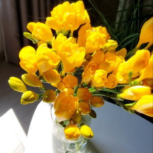 프리지아꽃 1+1 생화 봄꽃 집꾸미기 후리지아 향기 꽃배달 싼곳 정기구독... 솔직 후기 | 실사용자 리뷰 분석 - 상품 이미지 2