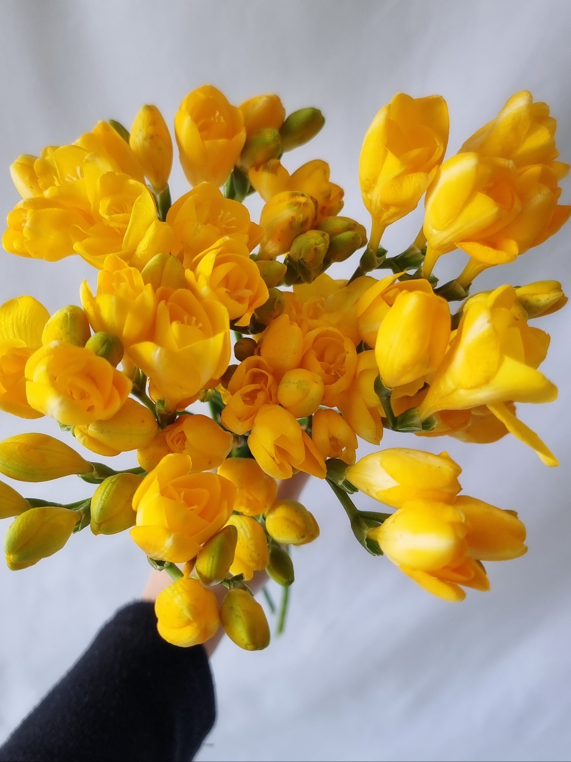 프리지아꽃 1+1 생화 봄꽃 집꾸미기 후리지아 향기 꽃배달 싼곳 정기구독 라운드블루미 이미지 3