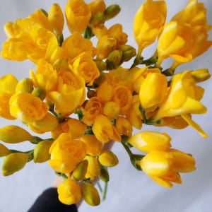 프리지아꽃 1+1 생화 봄꽃 집꾸미기 후리지아 향기 꽃배달 싼곳 정기구독... 솔직 후기 | 실사용자 리뷰 분석 - 상품 이미지 3