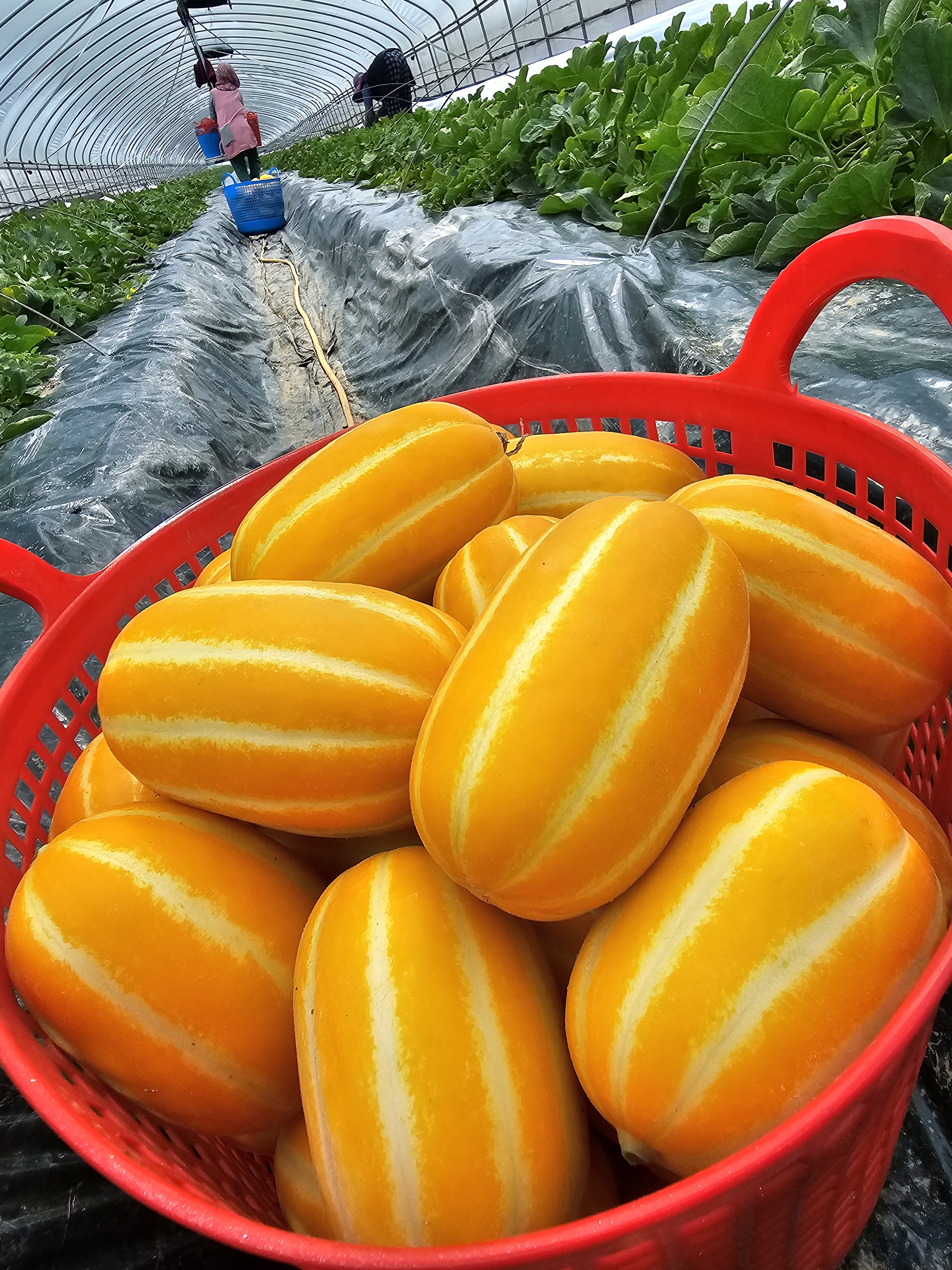 신선마켓 꿀 참외 꼬마, 5kg, 1개 이미지 8