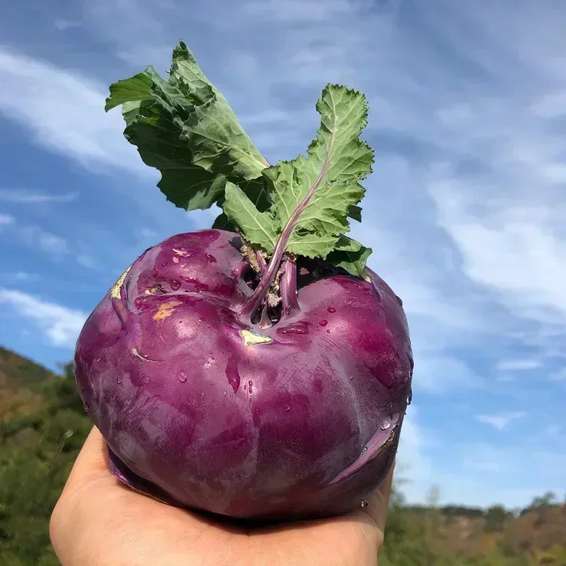 청정 제주 햇 콜라비 3kg 특품 당일수확 - 상품 이미지