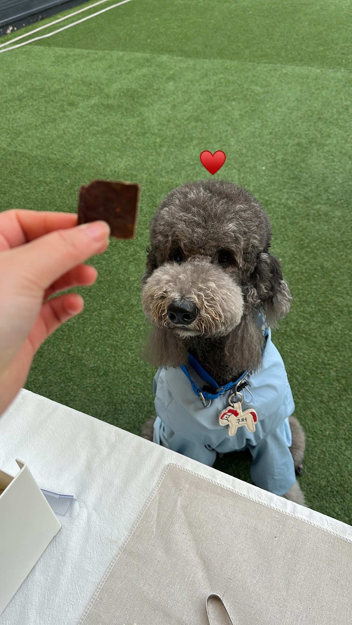 강아지말고기 강아지 간식 수제 베지칩 반려견 애견 간식 야채 칩 건강 관절건강, 100g, 1개 - 상세 이미지 5
