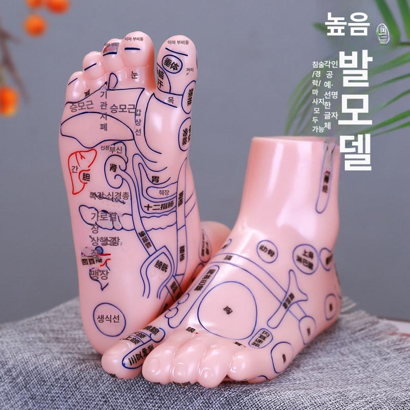 수업 교육 혈자리 한의학 발모형 발마사지 고화질 대형 글자 - 상세 이미지 2