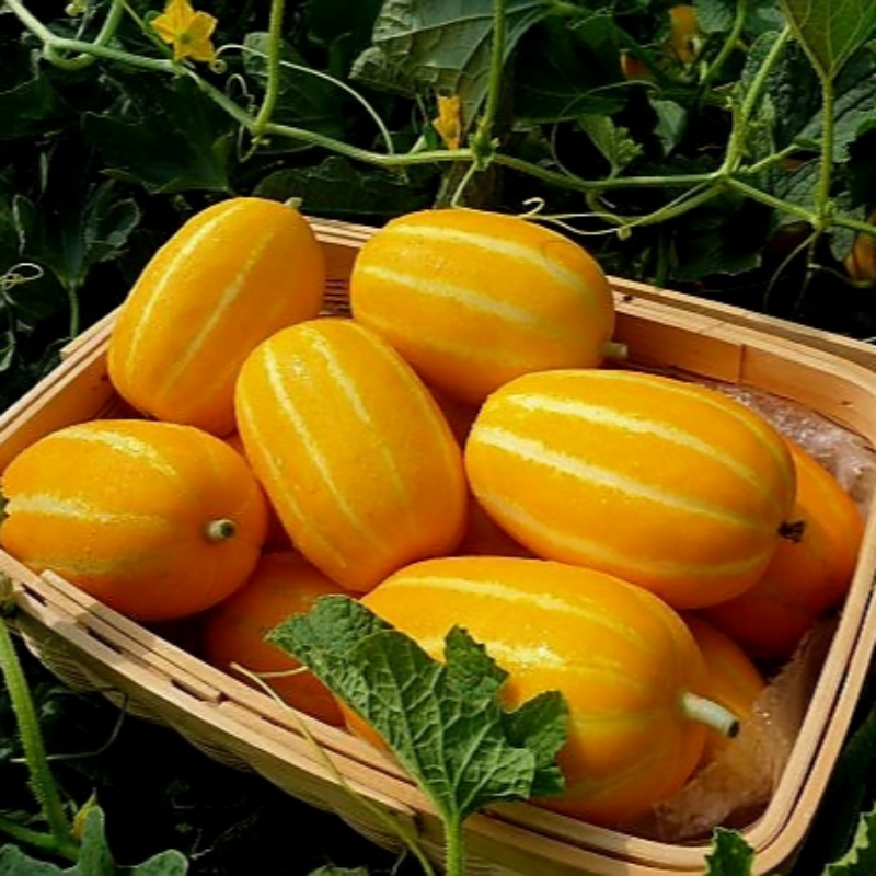 자연가득 아삭아삭 달콤 성주 참외 급 900g-3kg 이미지 6