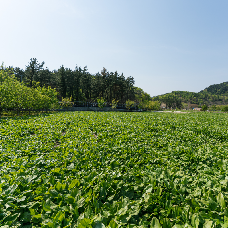 자연가득 울릉도 특산물 산마늘 명이나물 절임 300g - 상세 이미지 5