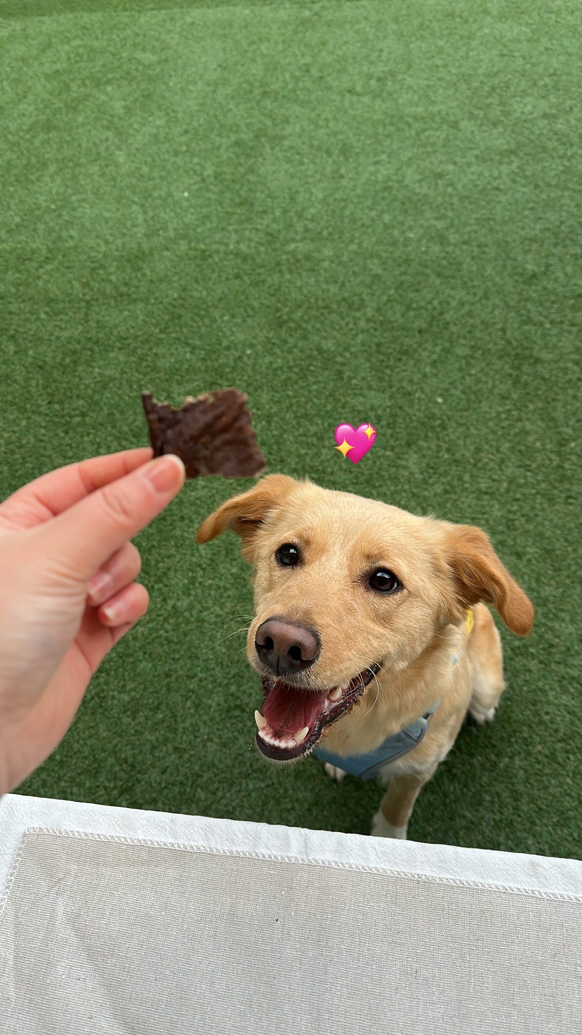 강아지말고기 강아지 간식 수제 베지칩 반려견 애견 간식 야채 칩 건강 관절건강, 100g, 1개 이미지 6