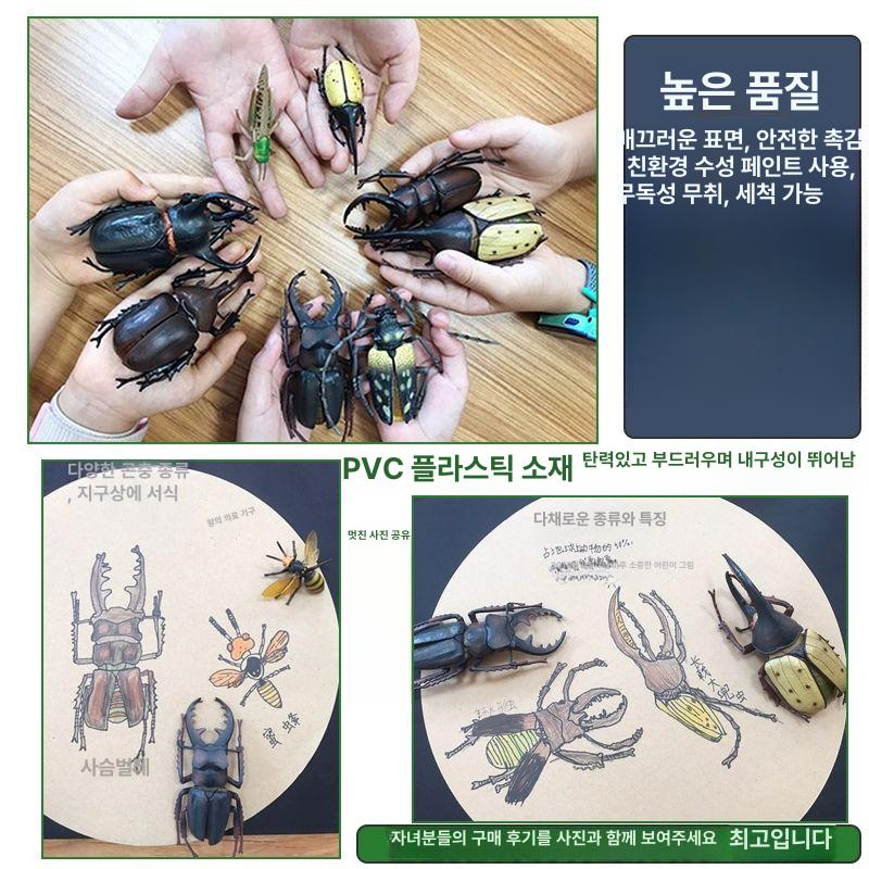 도감 입체곤충도감 곤충 세계의 입체곤충 리얼 모형 - 상세 이미지 3