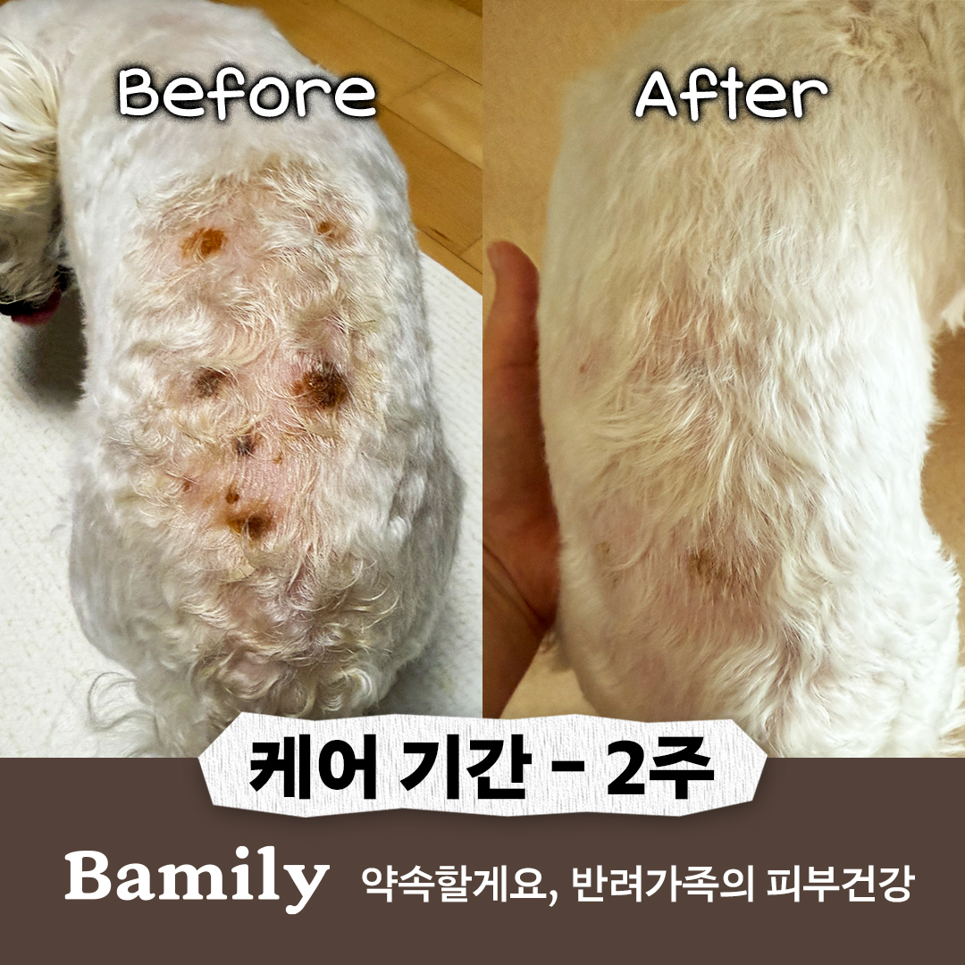 바밀리 넥카라 탈출 앰플 100ml 강아지 곰팡이성 피부병 농피증 고양이 링웜 비듬 각질 - 상세 이미지 2
