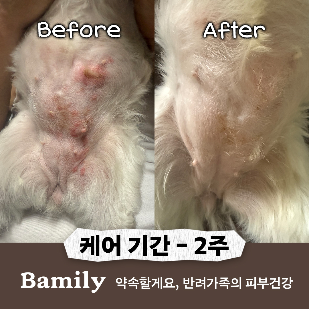 바밀리 넥카라 탈출 앰플 100ml 강아지 곰팡이성 피부병 농피증 고양이 링웜 비듬 각질 - 상세 이미지 3