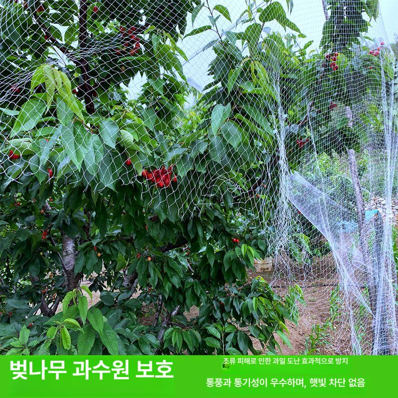 블루베리 방조망 조류 그물망 식물 텃밭 과수원 새그물 농사 10m 50m - 상세 이미지 5