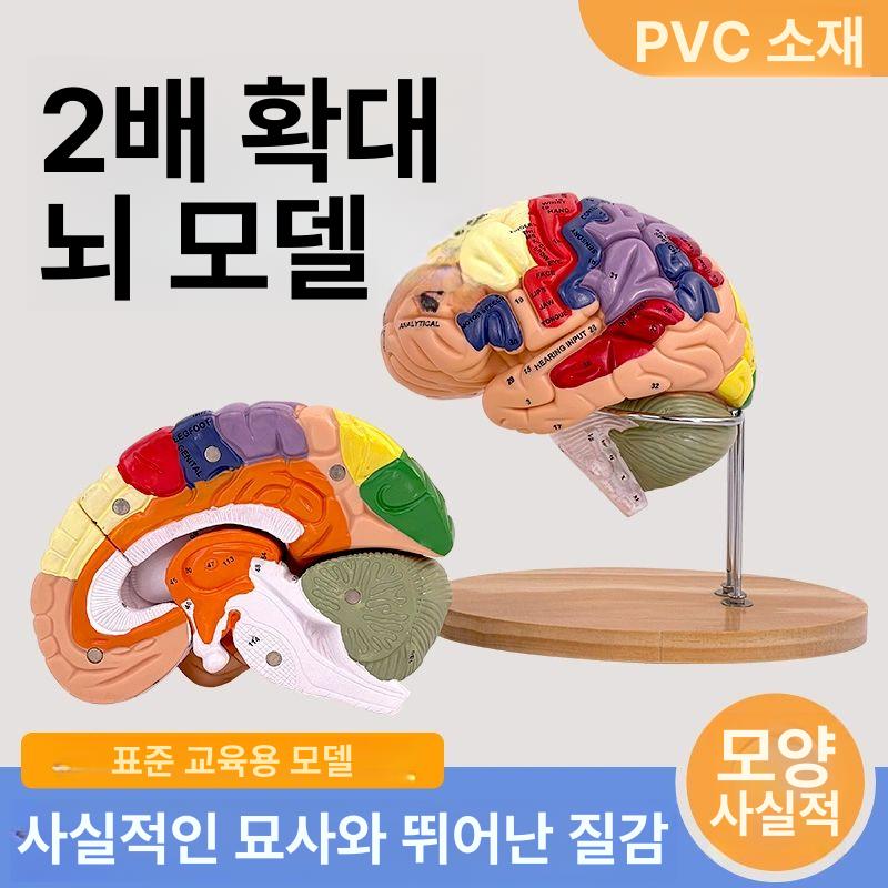 분리형 뇌모형 교육용 확대 뇌구조 대두 두뇌 해부학 의학 교구 조립식 - 상세 이미지 3