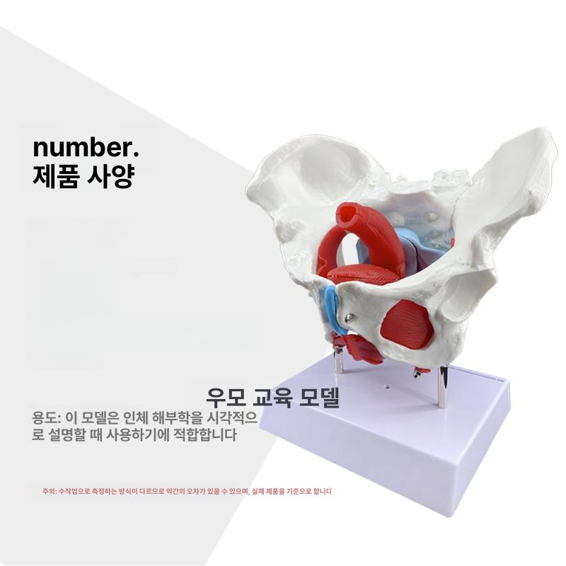 인체 골반 모형 모델 근육 움직일수있는 과학실 골반뼈 맞춤 주문 - 상세 이미지 2