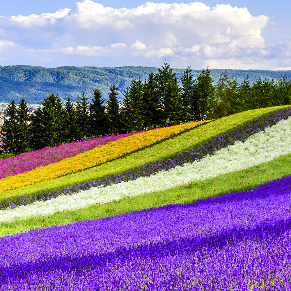 [유투어버스] 삿포로역 출발 비에이 후라노 1일 버스 투어 북해도 홋카이도 자유 현지 여행 이미지 4