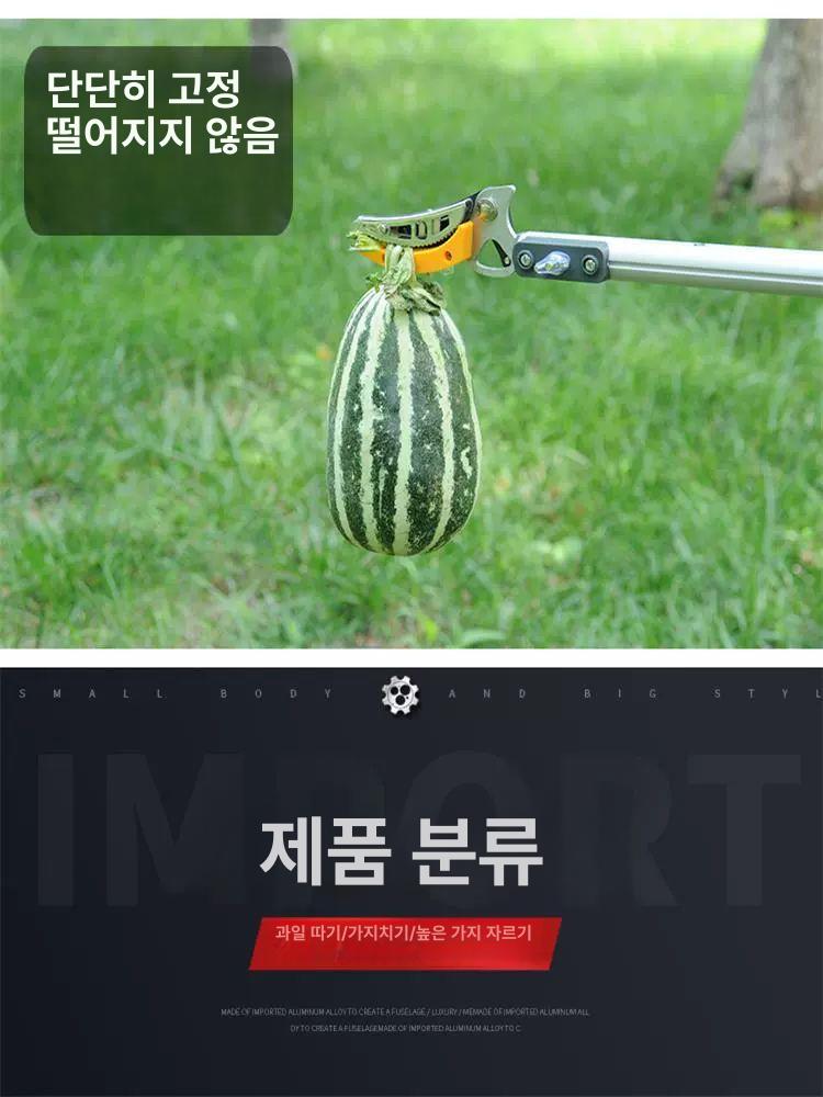 고소 전지가위 높은나무 과수원 따기 원예 농기구 정원 농사 감귤 - 상세 이미지 4