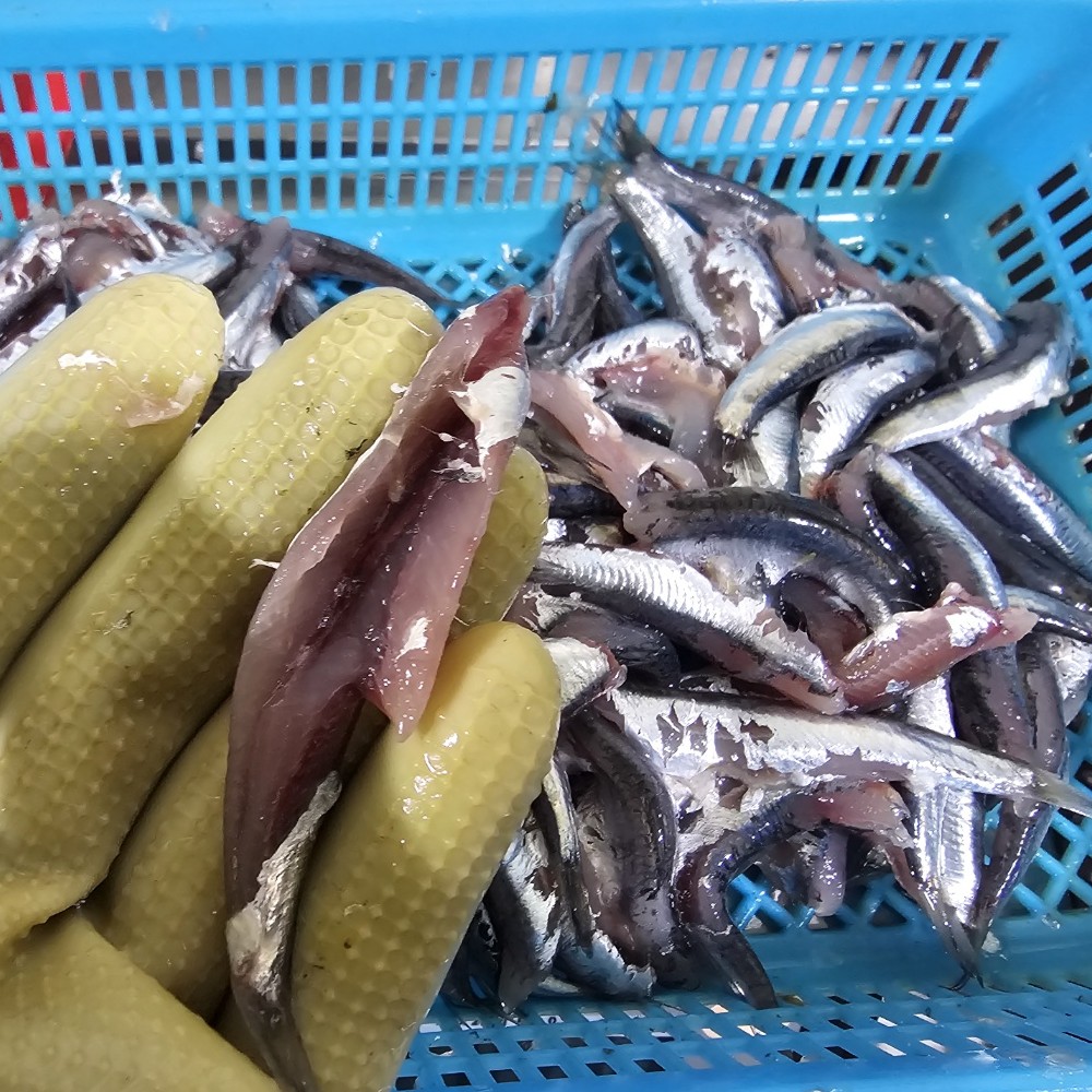 당일조업 생물 손질 생멸치 순살 멸치회 냉장 산지직송 500g - 상세 이미지 2