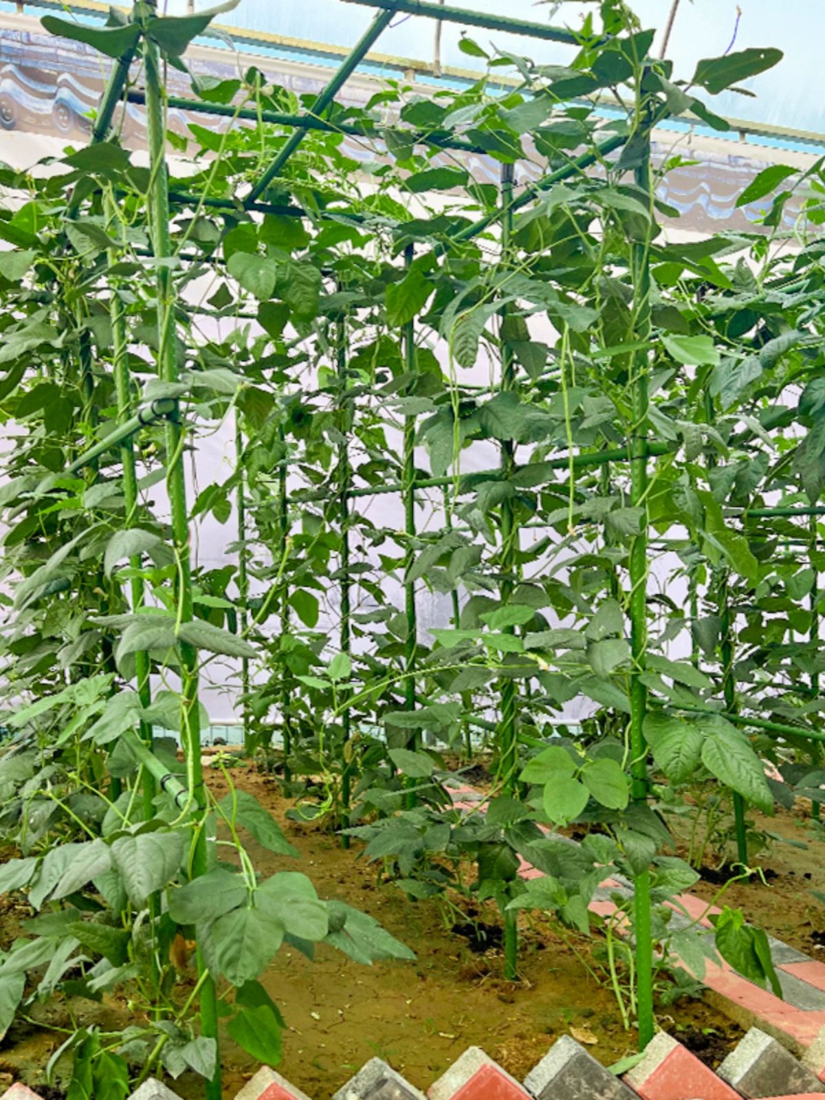 고추 지지대 애플수박 비닐하우스 원예 직경 파이프 오이 - 상세 이미지 4