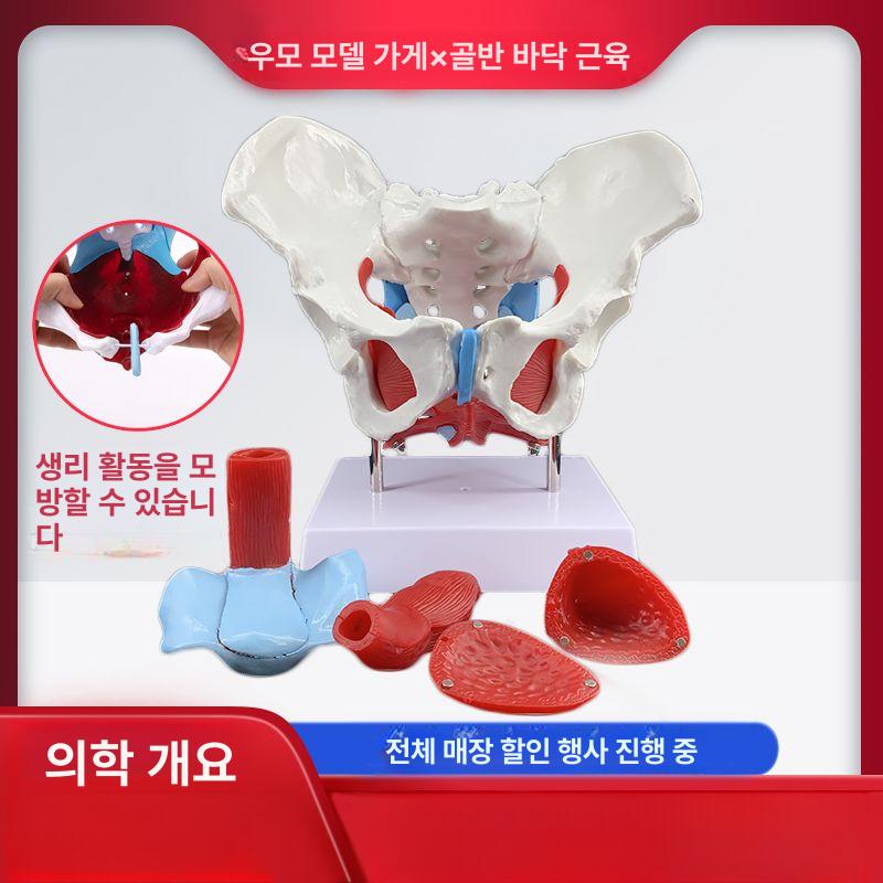 인체 골반 모형 모델 근육 움직일수있는 과학실 골반뼈 맞춤 주문 - 상품 이미지