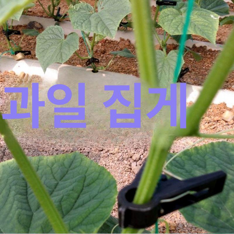 호박 작물집게 토마토 세트 농업자재 고추 클립 고정 원예용품 농자재 지지대 - 상세 이미지 3