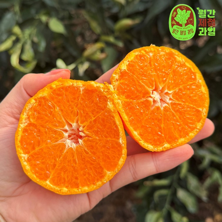 하귤 제주 유라귤 타이백 감귤 노지 극조생감귤 타이벡 감귤 10kg 5키로 - 메인 이미지