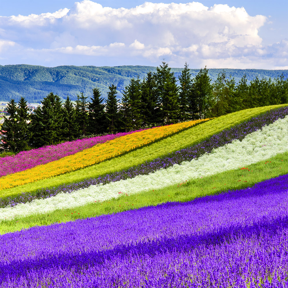 [비에이/1일버스] 삿포로 비에이 일일 버스 투어 북해도 홋카이도 현지 여행 유투어버스 이미지 3