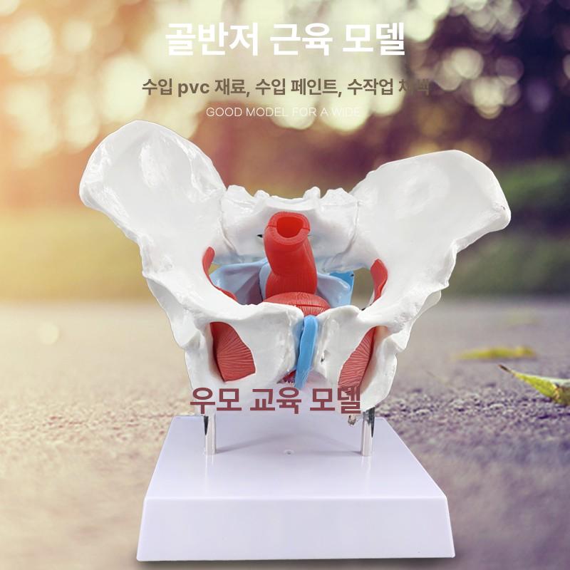 인체 골반 모형 모델 근육 움직일수있는 과학실 골반뼈 맞춤 주문 - 상세 이미지 3