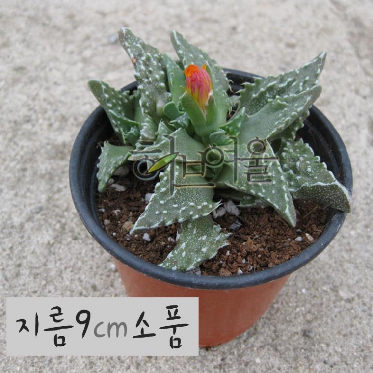 [다육] 사해파 지름 9cm 소품 - 상품 이미지