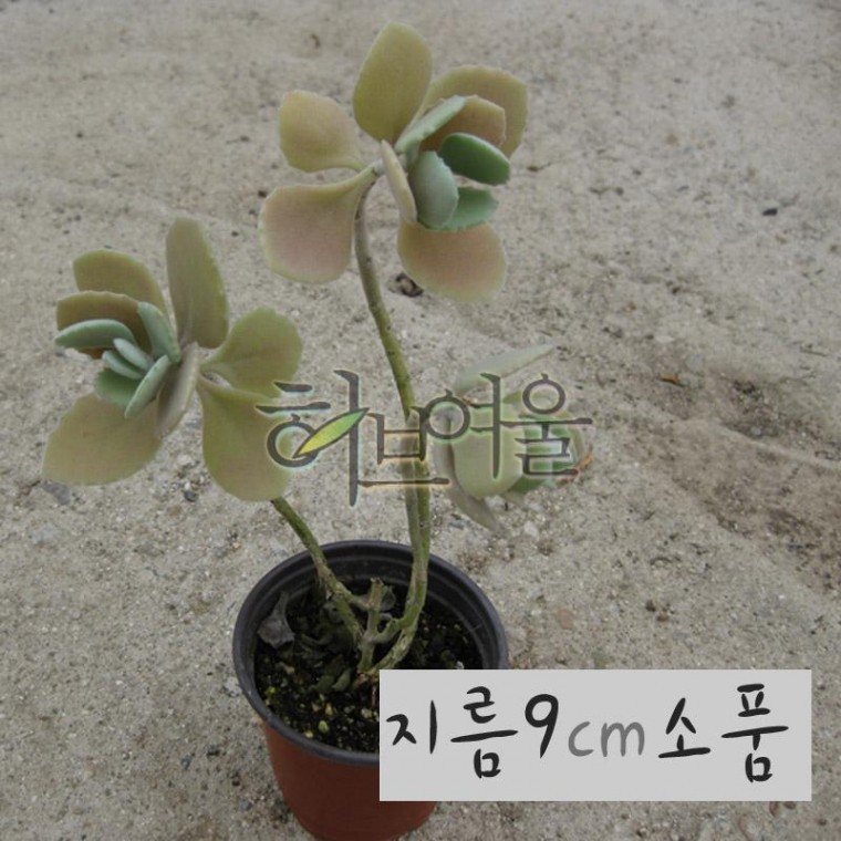 [다육] 밀로티 (카랑코에 묵은둥이) 지름 9cm 소품화분 - 상품 이미지