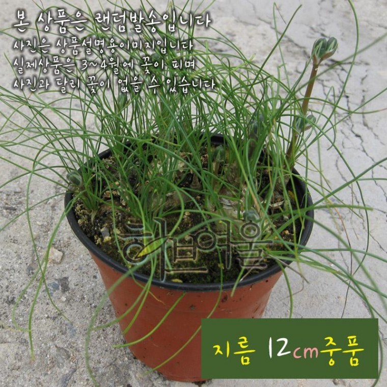 프린시피스 (알부카 꽃에서 바닐라향 구근식물모종) 지름 12cm 중품다육화분 - 상품 이미지