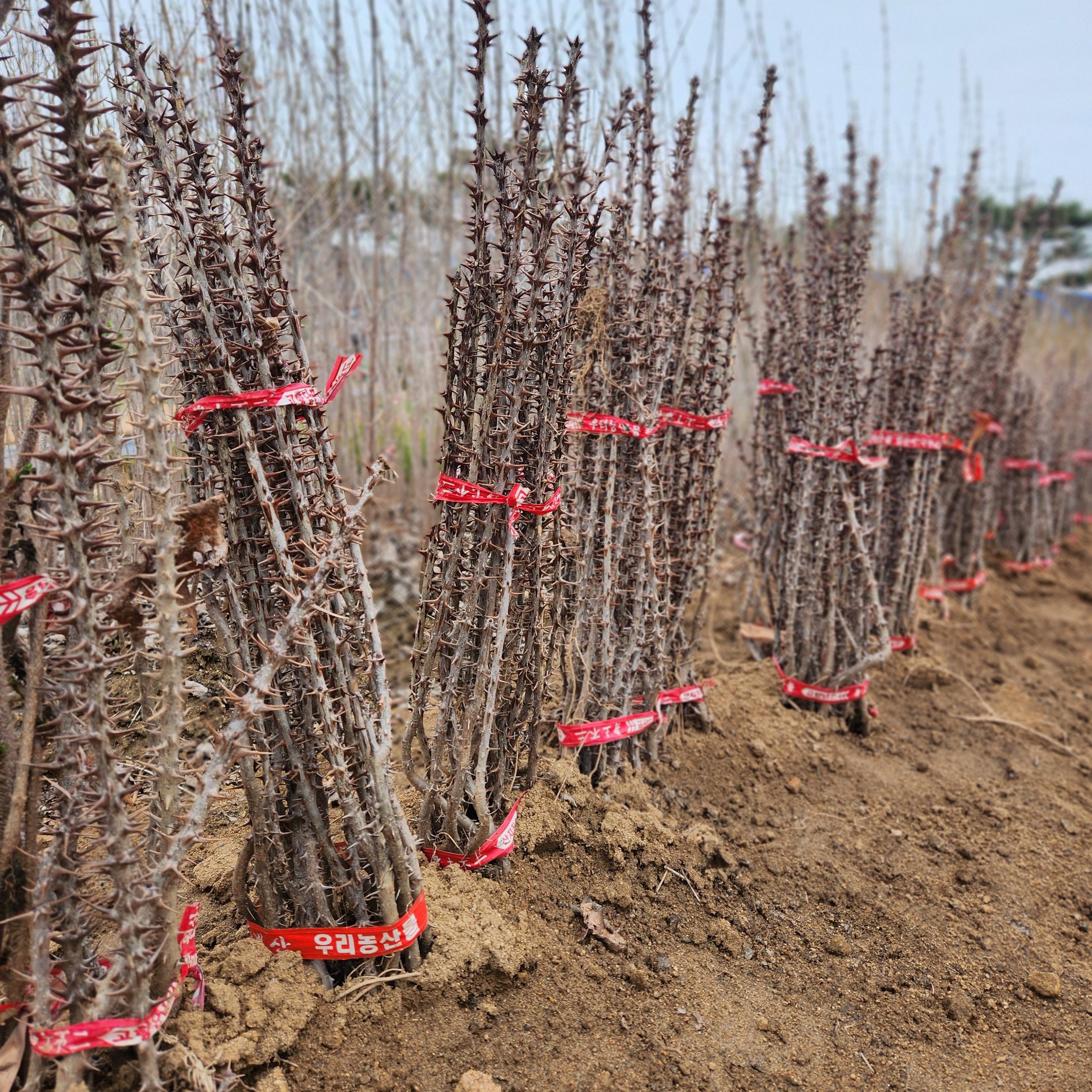 엄나무 묘목 2년 40cm이상 음나무 제품 이미지