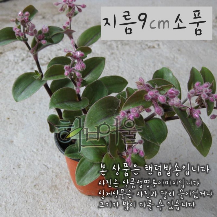 백설달개비 (털달개비 백설희) 지름 9cm 소품 다육화분 (좋은흙만사용) - 상품 이미지