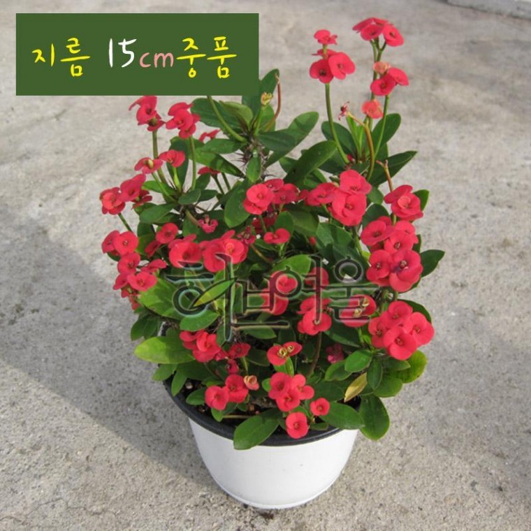 꽃기린 레드 (Red 빨강) 지름 15cm 중품다육화분 - 상품 이미지