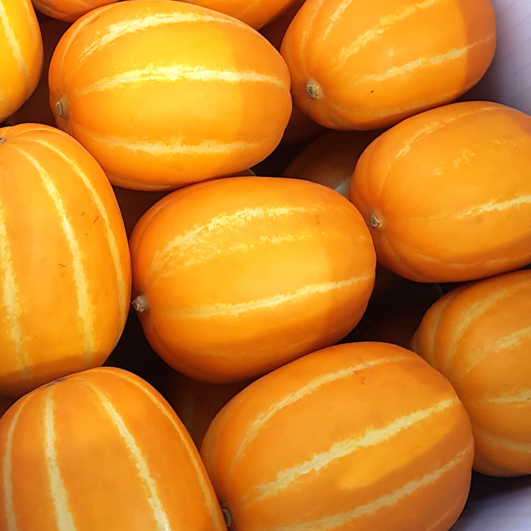 [디어메딕] 성주 참외 고당도 프리미엄 마트용 상급 2kg 3kg 5kg 10kg - 상품 이미지