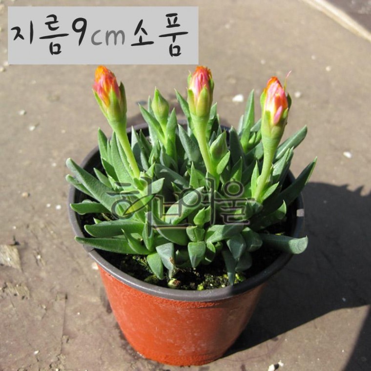 [허브여울다육] 요술꽃 지름 9cm 소품화분 - 상품 이미지