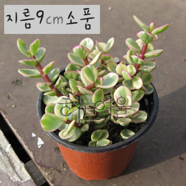[다육] 아악무(코끼리 풀/토피어리) 지름 9cm 소품화분 - 상품 이미지