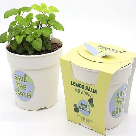 허브식물 실내재배 세트 레몬밤 씨앗 화분 흙 포함 가정용 원예 키트