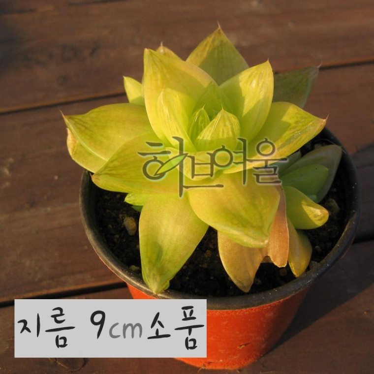 [다육] 경화금 (하월시아) 지름 9cm 소품 다육화분 - 상품 이미지