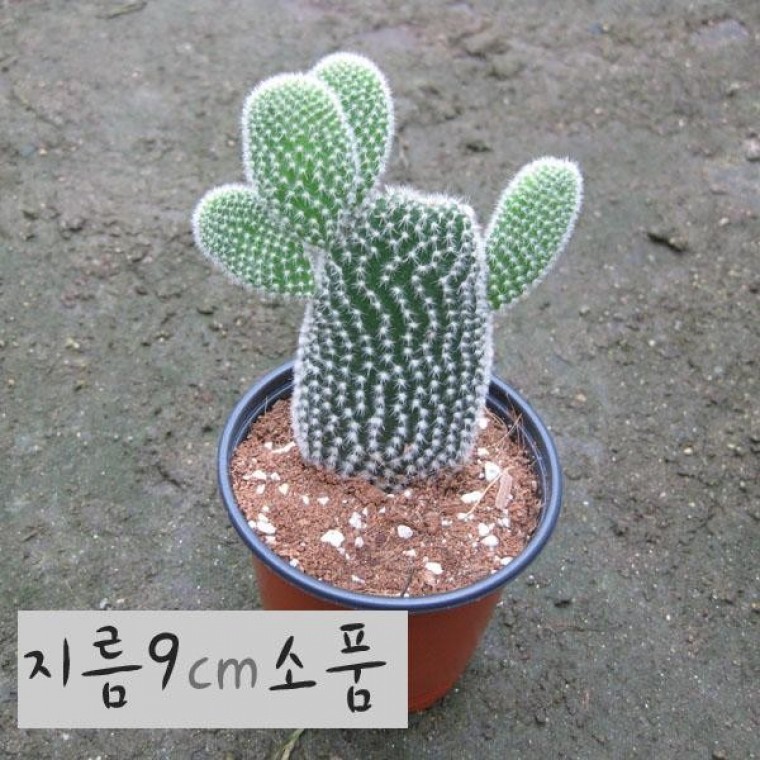 [선인장] 백도선 (토끼선인장) 지름 9cm 소품다육화분 (좋은흙만 사용한 건강한식물) - 상품 이미지