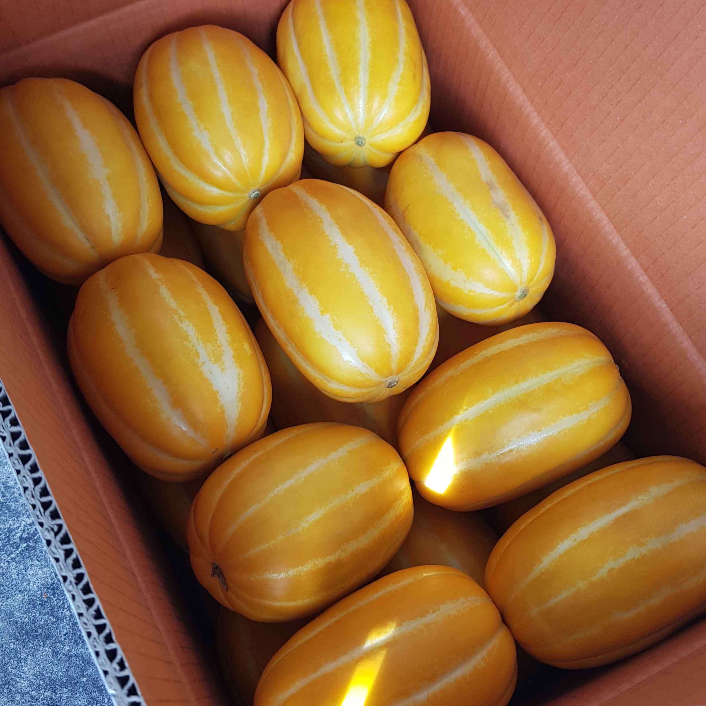 [디어메딕] 성주 참외 고당도 프리미엄 마트용 상급 2kg 3kg 5kg 10kg - 상세 이미지 5