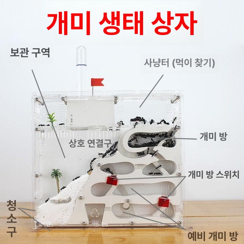 개미사육장 여왕개미 투명 관찰 애완용 흰색 키우기 화이트 + 블랙 앵무새 1개 알 + 60개 - 상세 이미지 2